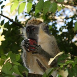 Photos of Barbados Wildlife Reserve