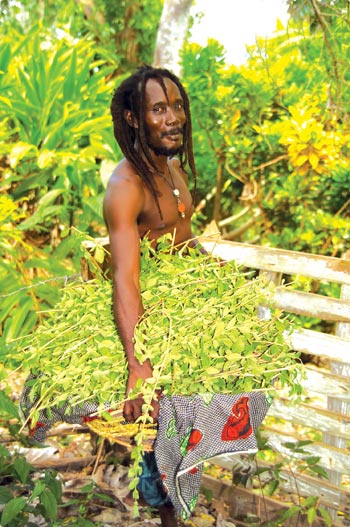 Ras Ils a Botanist a Herbalist and a Gardener - Totally Barbados