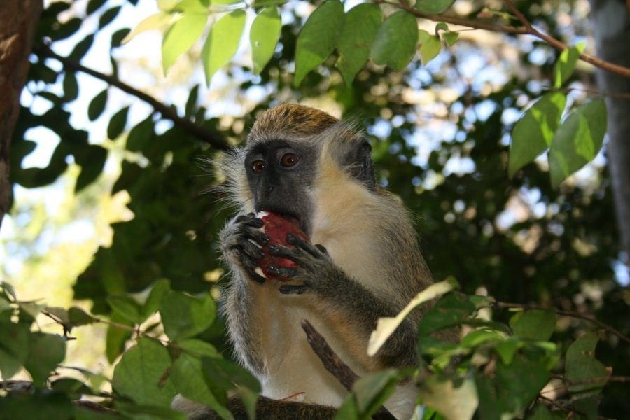 A Green Monkey