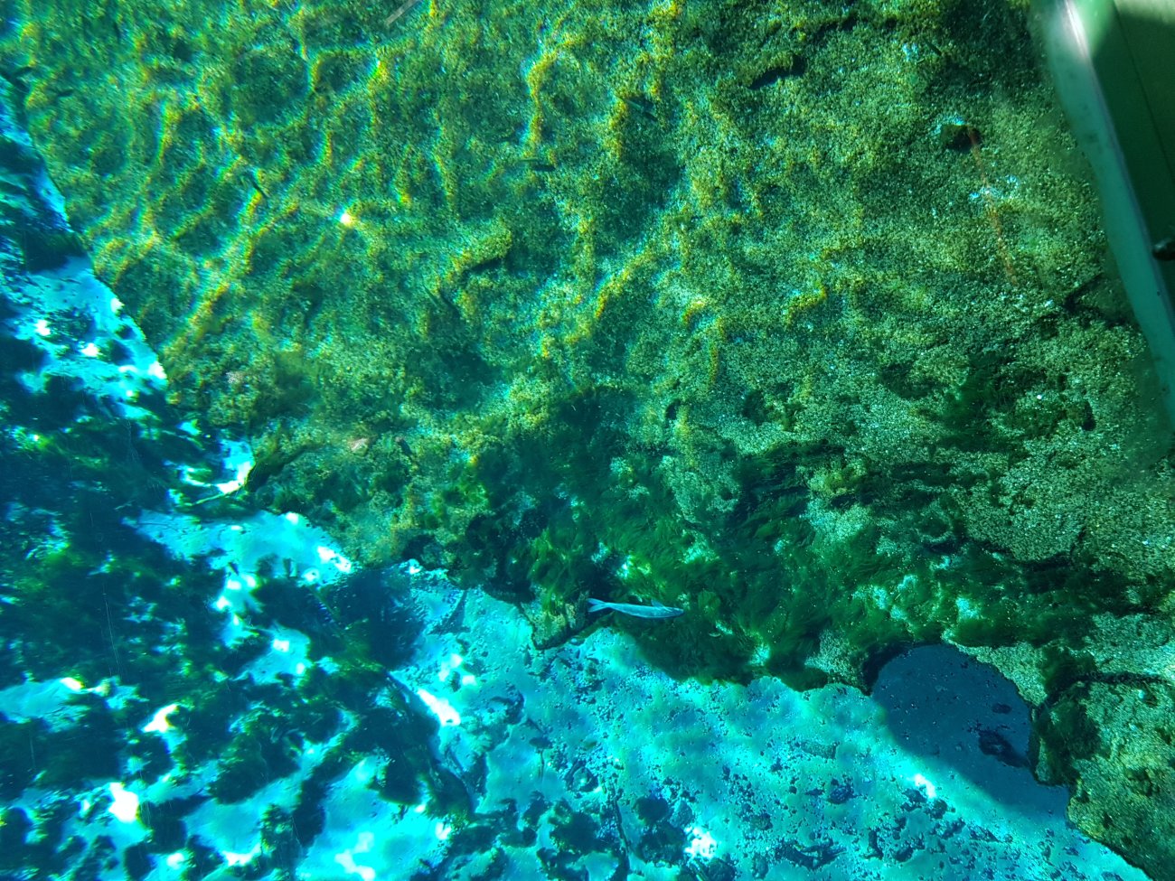 Barbados Reef Diving