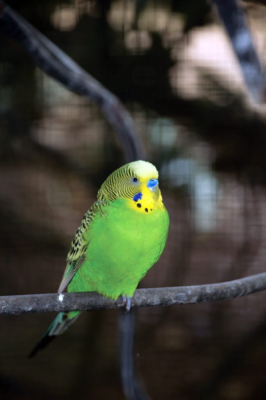 Photos of Barbados Wildlife Reserve at Totally Barbados