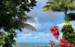 View from the Flower Forest Barbados